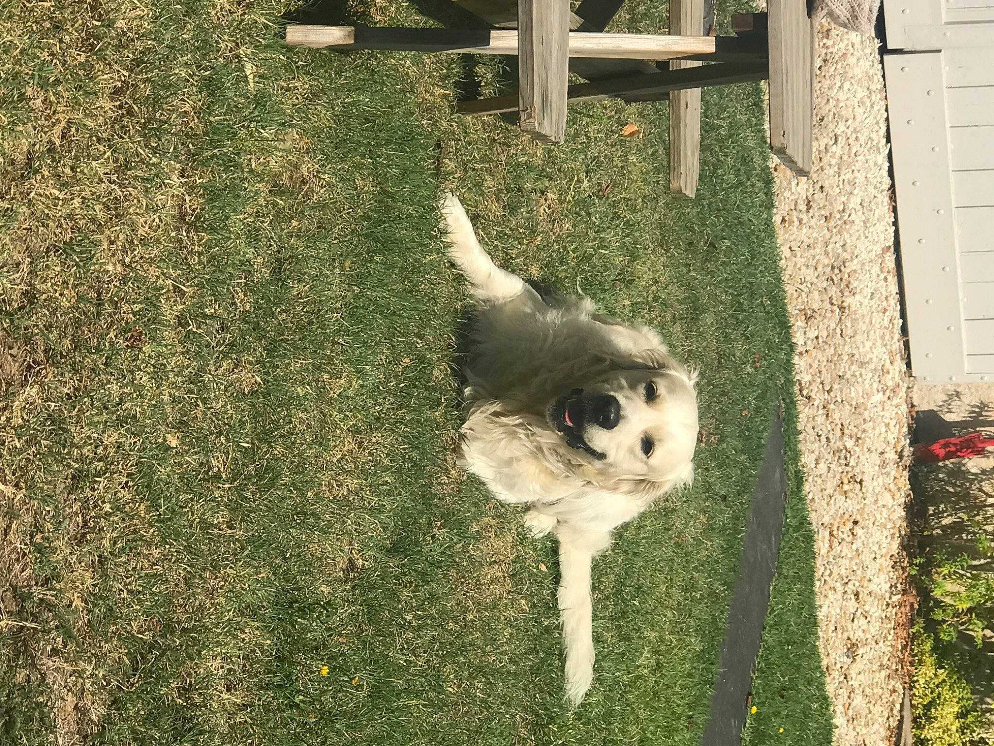 Roméo participe au concours pour gagner de l'argent avec cette photo : bone, canidae, carnivore, chair, dog_breed, fawn, felidae, fur, grass, panda, plant, shadow, small_to_medium_sized_cats, snout, soil, sporting_group, tail, terrestrial_animal, trunk, whiskers