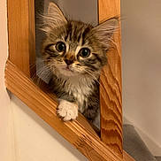 Pearl is registered to the contest to win money with this photo: kitten, cat, wood, staircase, paw, curious, indoors, pet, animal, feline, young, cute, fur, whiskers, eyes, playful, domestic, closeup, woodgrain, house
