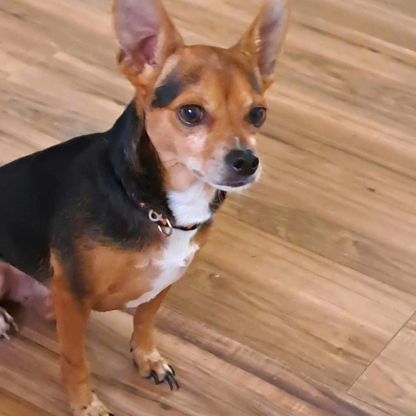 Max joined the competition — help win amazing prizes! alert, animal, black, brown, canine, collar, cute, dog, domestic_animal, ears, floor, fur, indoor, looking, paw, pet, sitting, small_dog, white, wooden_floor
