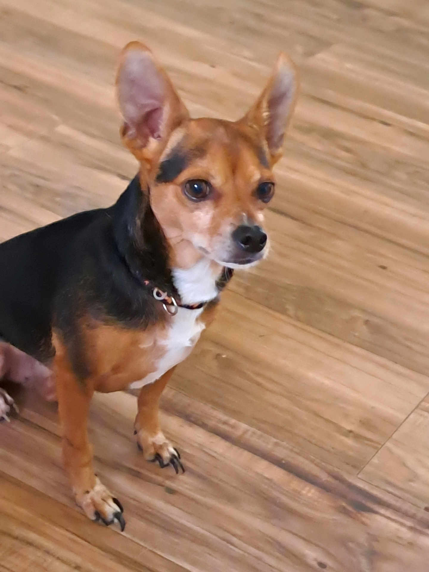 Max joined the competition — help win amazing prizes! dog, small_dog, ears, brown, black, white, floor, wooden_floor, pet, animal, canine, collar, sitting, indoor, looking, alert, cute, domestic_animal, paw, fur