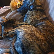 Atlas a rejoint le concours — aidez-le/la à gagner de superbes lots ! dog, brindle, sleeping, blanket, cozy, resting, indoors, pet, fur, collar, brush, relaxed, curled_up, animal, canine, comfort, couch, nap, quiet, home