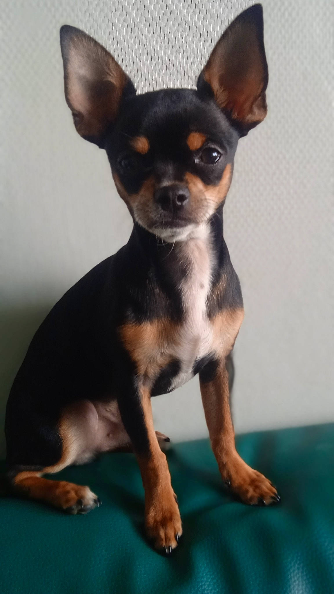 Udjy participe au concours pour gagner de l'argent avec cette photo : canidae, carnivore, chihuahua, companion_dog, corgi_chihuahua, dog, dog_breed, ear, fawn, fur, non_sporting_group, prazsky_krysarik, russkiy_toy, snout, sporting_group, terrestrial_animal, toy_dog, whiskers, working_animal, working_dog