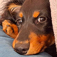 Awaï participe au concours pour gagner de l'argent avec cette photo : animal, blanket, brown_and_black, close_up, comfort, cozy, cute, dog, eyes, fur, indoor, nose, paw, pet, portrait, relaxed, resting, sleepy, snuggling, soft_texture