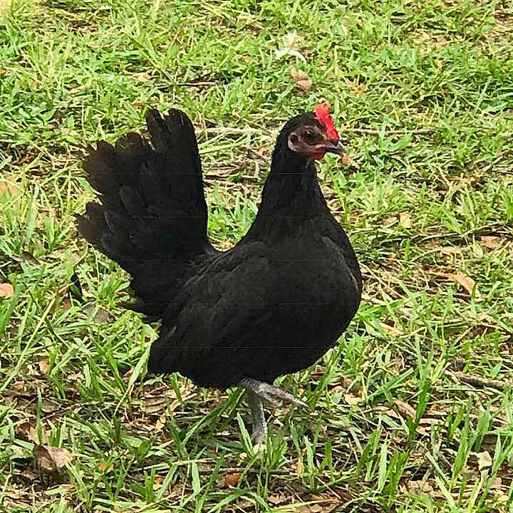 Hen Solo