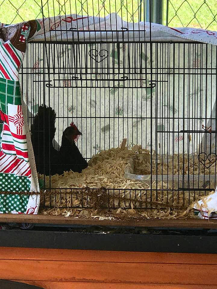 Hen Solo is registered to the contest to win money with this photo: animal_shelter, beak, cage, dog_crate, pet_supply