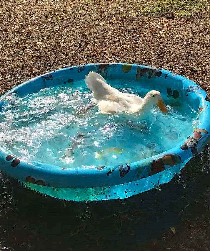 Graham Quackers joined the competition — help win amazing prizes! aqua, bird, bird_bath, duck, leisure, swimming_pool, turquoise, water, water_bird
