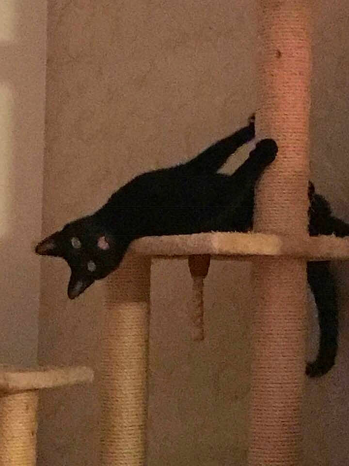 Madison is registered to the contest to win money with this photo: black_cat, carnivore, cat, felidae, shadow, small_to_medium_sized_cats, tail