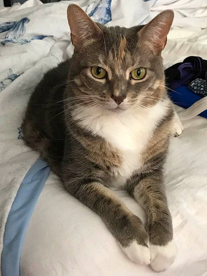 Featherhead joined the competition — help win amazing prizes! aegean_cat, american_shorthair, american_wirehair, asian, australian_mist, carnivore, cat, domestic_short_haired_cat, dragon_li, european_shorthair, eye, felidae, german_rex, kitten, mammal, polydactyl_cat, small_to_medium_sized_cats, tabby_cat, vertebrate, whiskers