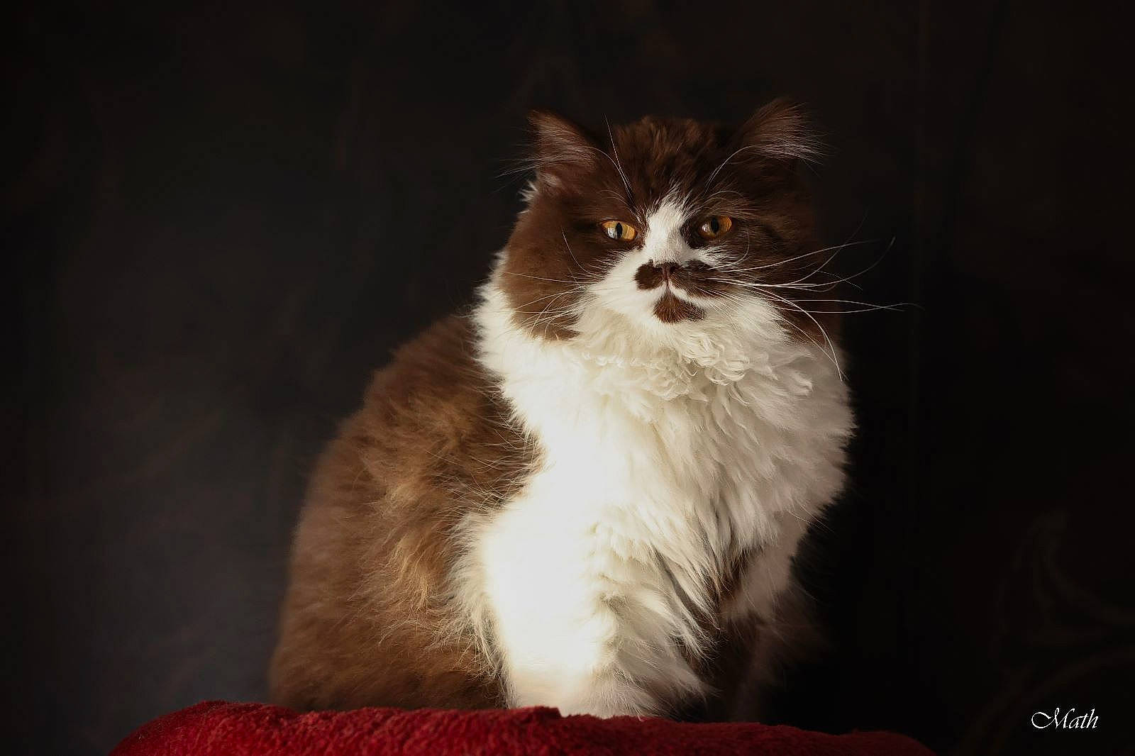 Tennessee participe au concours pour gagner de l'argent avec cette photo : carnivore, cat, darkness, felidae, flash_photography, fur, science, small_to_medium_sized_cats, snout, terrestrial_animal, whiskers