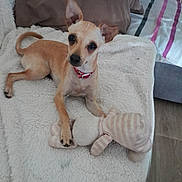 Maya a rejoint le concours — aidez-le/la à gagner de superbes lots ! dog, small_dog, tan_dog, puppy, toy, plush_toy, blanket, indoor, couch, pillow, floor, pet, animal, canine, fur, ears, paw, looking_up, relaxed, home