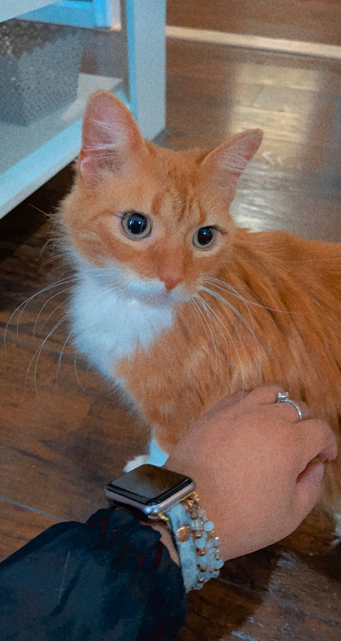 Isla is registered to the contest to win money with this photo: box, carnivore, cat, clock, domestic_short_haired_cat, eye, fashion_accessory, fawn, felidae, fur, gesture, jewellery, small_to_medium_sized_cats, snout, strap, tail, watch, whiskers, wood, wrist