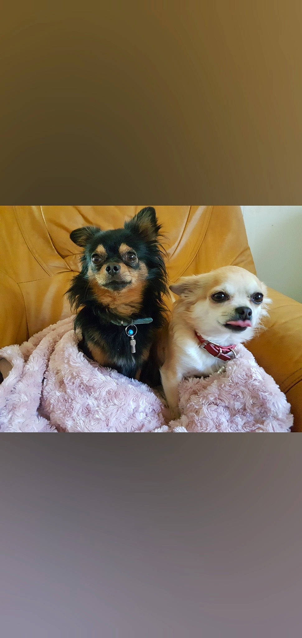 Choukette participe au concours pour gagner de l'argent avec cette photo : canidae, carnivore, chihuahua, collar, companion_dog, dog, dog_breed, dog_clothes, dog_collar, dog_supply, eyewear, fawn, fur, liver, pet_supply, snout, sporting_group, toy_dog, whiskers, working_animal