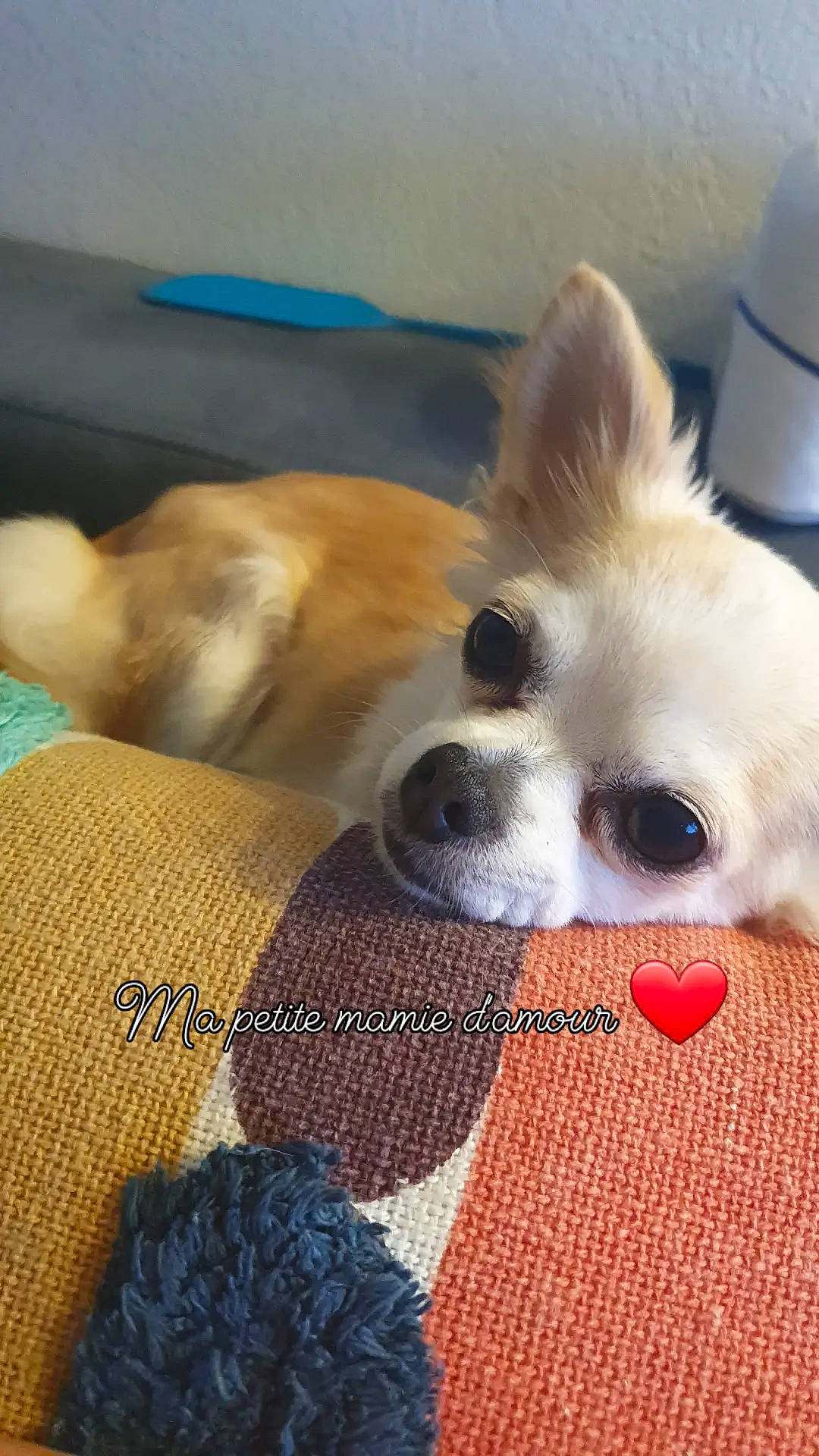 Choukette a rejoint le concours — aidez-le/la à gagner de superbes lots ! canidae, carnivore, comfort, companion_dog, dog, dog_breed, dog_supply, fawn, flooring, fur, linens, pattern, snout, spitz, sporting_group, toy_dog, whiskers, woolen, working_animal, woven_fabric