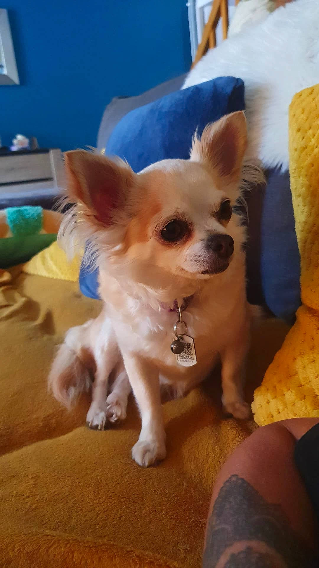 Choukette participe au concours pour gagner de l'argent avec cette photo : canidae, carnivore, chihuahua, companion_dog, corgi_chihuahua, dog, dog_breed, dog_supply, fawn, flooring, fur, non_sporting_group, picture_frame, small_terrier, sporting_group, tail, terrestrial_animal, toy_dog, whiskers, working_animal