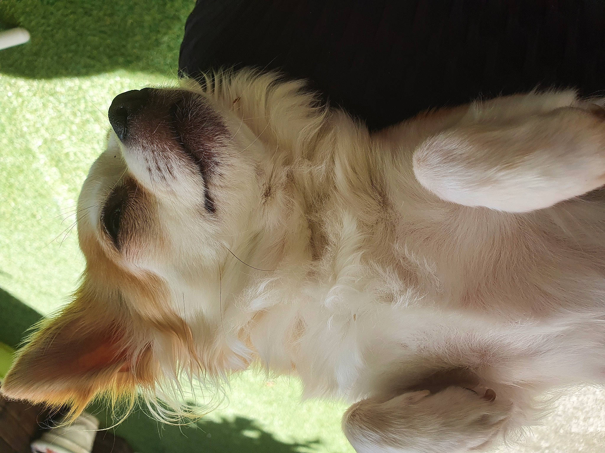 Choukette a rejoint le concours — aidez-le/la à gagner de superbes lots ! canidae, carnivore, claw, companion_dog, dog, dog_breed, dog_collar, ear, fawn, fur, non_sporting_group, paw, snout, sporting_group, terrestrial_animal, whiskers, working_animal