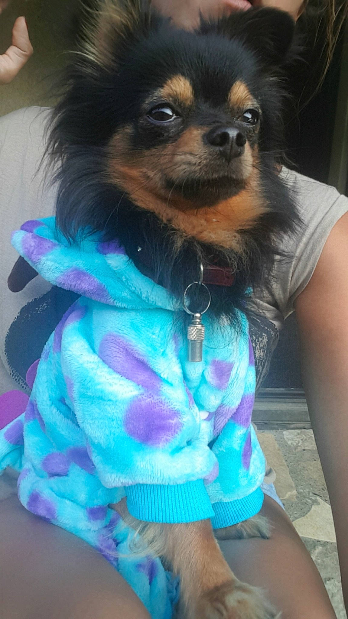 Djazz a rejoint le concours — aidez-le/la à gagner de superbes lots ! blue, carnivore, companion_dog, dog, dog_breed, dog_supply, electric_blue, fawn, fur, green, magenta, pattern, pink, purple, sleeve, snout, terrestrial_animal, toy_dog, whiskers, white