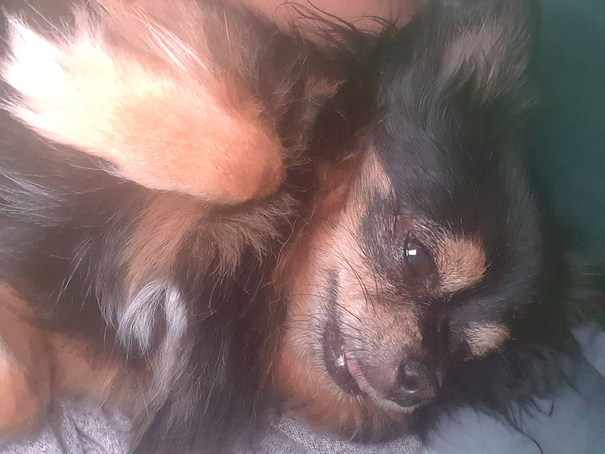 Djazz a rejoint le concours — aidez-le/la à gagner de superbes lots ! beard, canidae, carnivore, claw, companion_dog, corgi_chihuahua, dog_breed, ear, eyelash, foot, fur, liver, paw, snout, sporting_group, terrestrial_animal, whiskers, working_animal