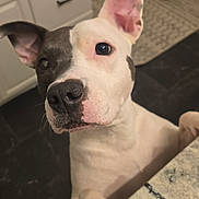 Miley is registered to the contest to win money with this photo: dog, pet, animal, curious, kitchen, counter, ears, face, black_and_white, paw, floor, cabinet, indoor, closeup, canine, snout, nail, looking_up, domestic, portrait