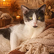 Daisy participe au concours pour gagner de l'argent avec cette photo : cat, black_and_white, pet, animal, feline, portrait, close_up, golden_eyes, whiskers, pointed_ears, sitting, lounging, blanket, cozy, indoor, home, warm_lighting, candle, woven_texture, relaxed