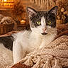 cat, black_and_white, pet, animal, feline, portrait, close_up, golden_eyes, whiskers, pointed_ears, sitting, lounging, blanket, cozy, indoor, home, warm_lighting, candle, woven_texture, relaxed