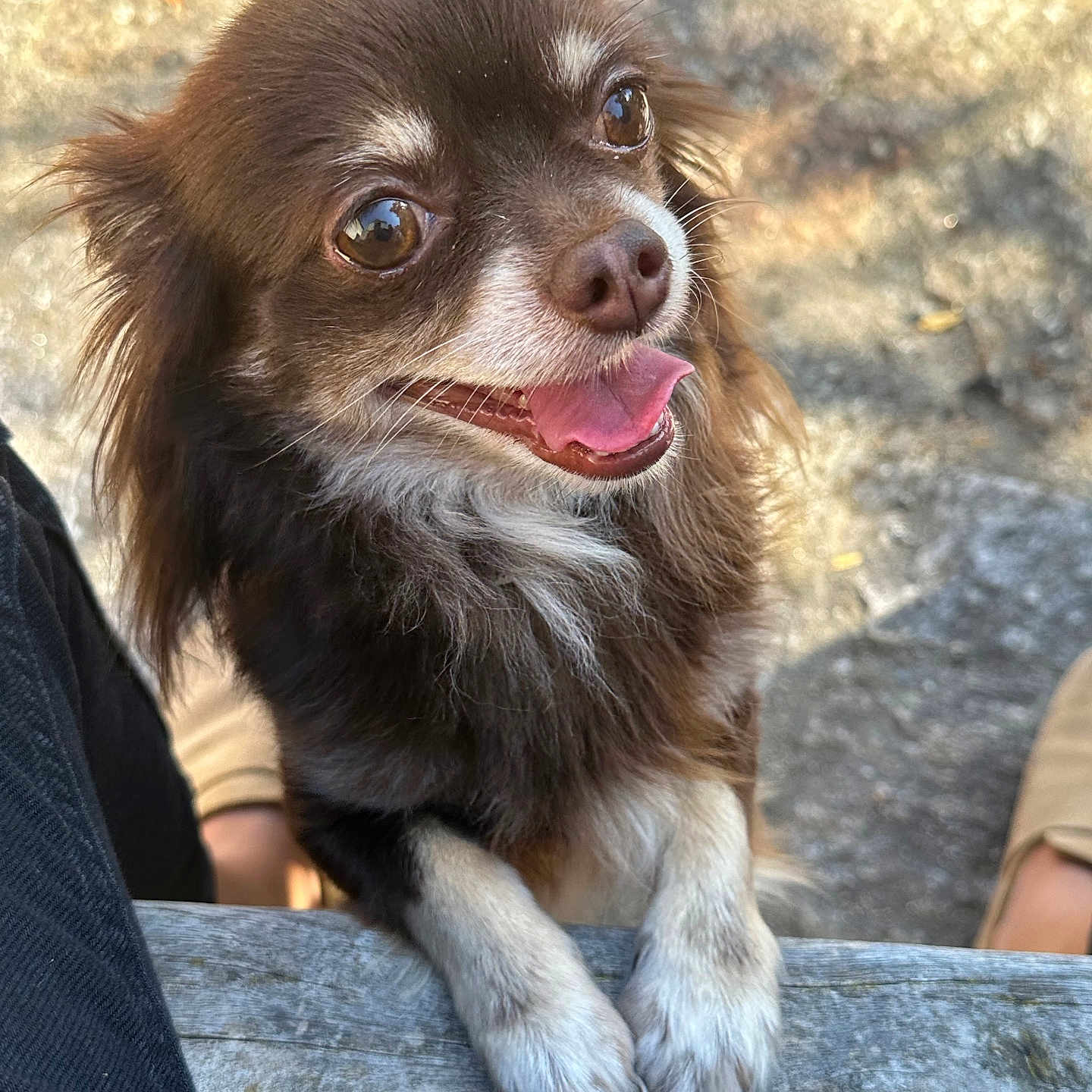 Guizmo participe au concours pour gagner de l'argent avec cette photo : adult, animal, bodypart, canine, chihuahua, cockerspaniel, dog, face, female, head, mouth, papillon, person, pet, photography, portrait, puppy, rock, teeth, woman