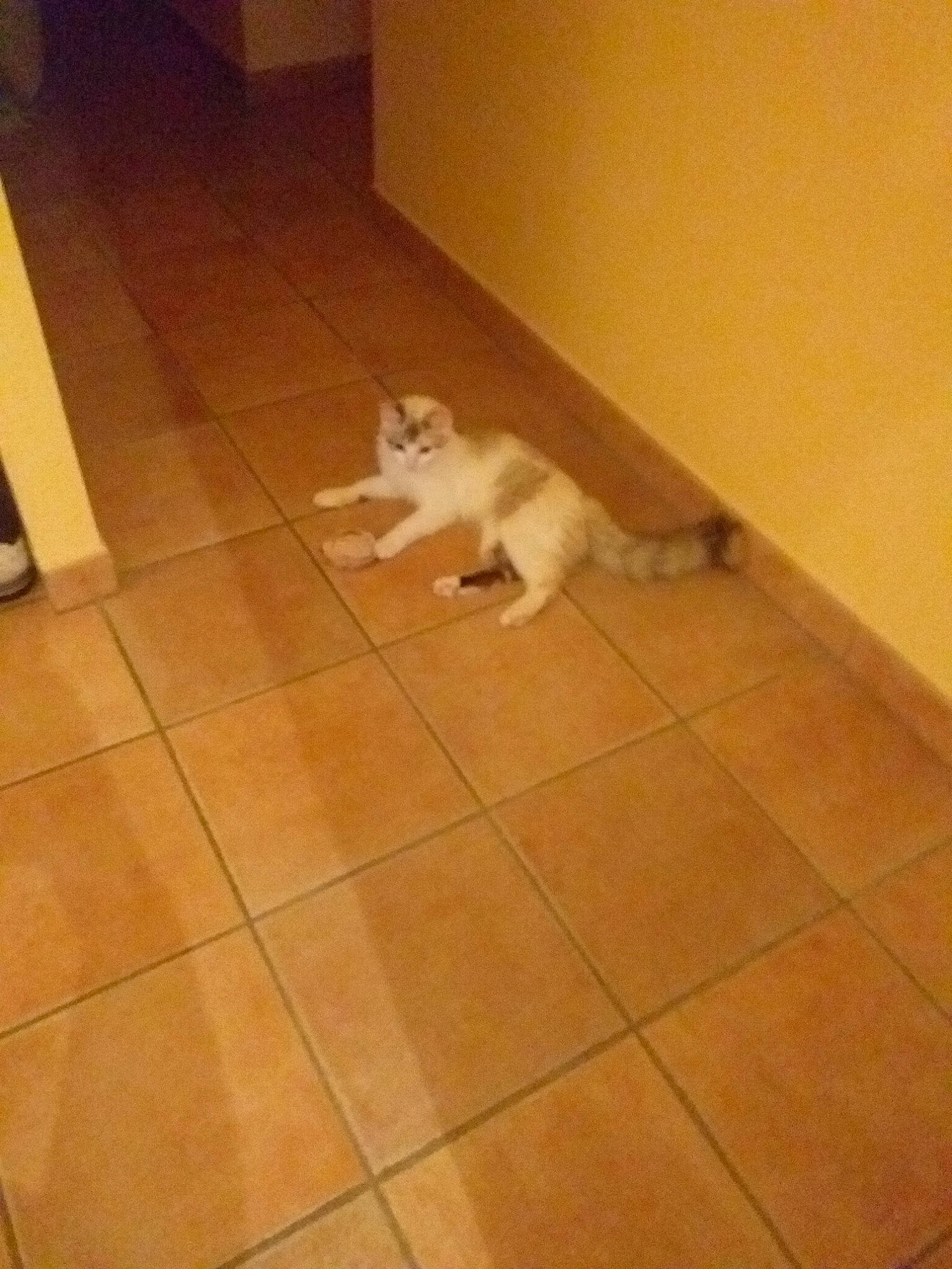 Ondine participe au concours pour gagner de l'argent avec cette photo : carnivore, cat, european_shorthair, fawn, felidae, floor, flooring, hardwood, kitten, laminate_flooring, persian, plywood, room, small_to_medium_sized_cats, tail, tile, turkish_van, whiskers, wood, wood_flooring