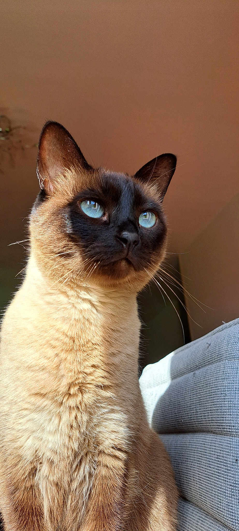 Masha