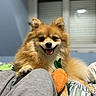 dog, pomeranian, fluffy, brown_fur, portrait, smiling, tongue_out, sitting, lying_down, carrot_toy, toy, bed, bedroom, window, indoor, pet, cute, happy, closeup, cozy
