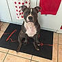 Layon participe au concours pour gagner de l'argent avec cette photo : animal, cabinet, cute, dog, ears, floor, fur, indoor, kitchen, looking_up, mat, nose, pet, pit_bull, polka_dot, red, sitting, tiled_floor, towel, white
