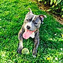 Layon participe au concours pour gagner de l'argent avec cette photo : animal, canine, cute, dog, flower, garden, grass, greenery, happy, leaf, nature, outdoor, paw, pet, playful, resting, summer, sunlight, tennis_ball, tongue_out