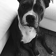 Layon participe au concours pour gagner de l'argent avec cette photo : animal, black_and_white, canine, carpet, close_up, companion, couch, dog, domestic_animal, ears, face, floor, furniture, indoor, looking_up, paw, pet, portrait, sitting, white_markings