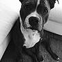 animal, black_and_white, canine, carpet, close_up, companion, couch, dog, domestic_animal, ears, face, floor, furniture, indoor, looking_up, paw, pet, portrait, sitting, white_markings