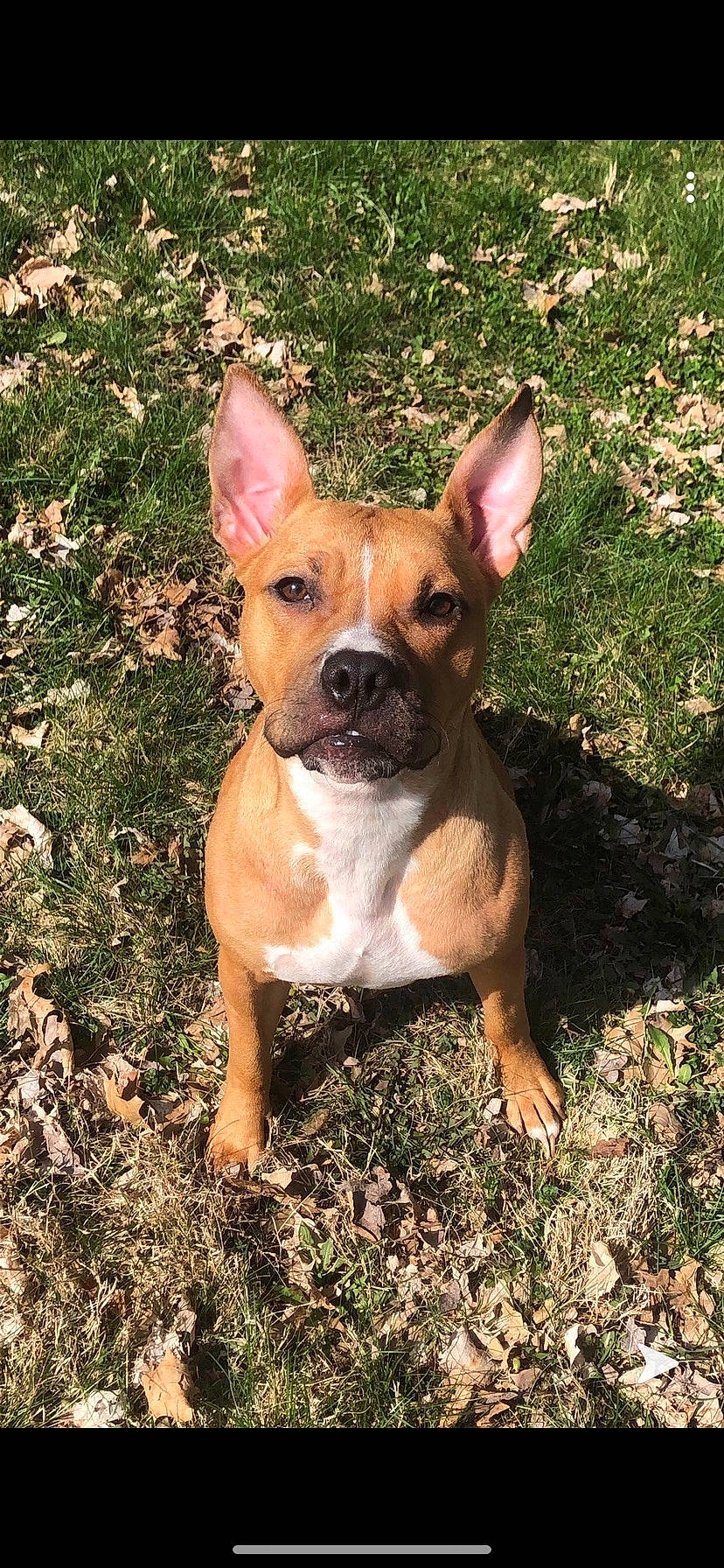 Harper joined the competition — help win amazing prizes! boston_terrier, canidae, carnivore, companion_dog, dog, dog_breed, ear, eye, fawn, grass, head, non_sporting_group, plant, snout, sporting_group, terrestrial_animal, terrestrial_plant, toy_dog, whiskers, working_animal