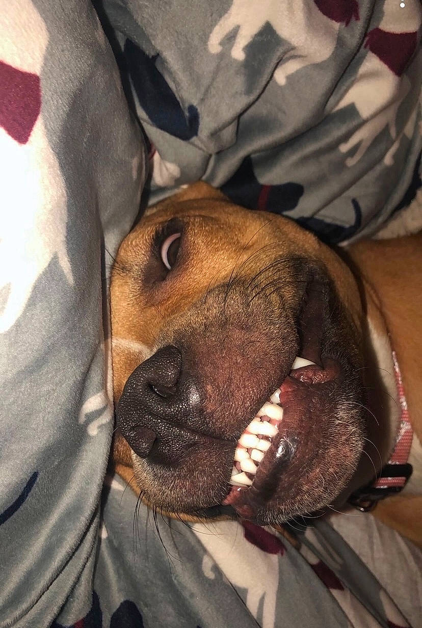 Harper is registered to the contest to win money with this photo: carnivore, comfort, companion_dog, dog, dog_breed, ear, eye, fawn, fur, grey, head, jaw, liver, sleeve, snout, sporting_group, textile, whiskers, working_animal, wrinkle