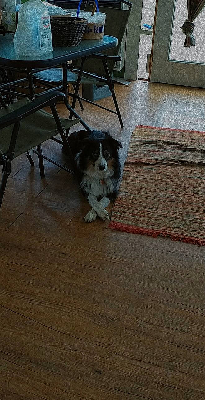 Curtis joined the competition — help win amazing prizes! canidae, carnivore, chair, companion_dog, dog, dog_breed, floor, flooring, hardwood, laminate_flooring, picture_frame, room, sporting_group, stool, table, tail, toy_dog, wood, wood_flooring, wood_stain