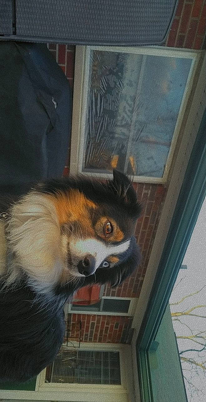 Curtis is registered to the contest to win money with this photo: art, canidae, carnivore, dog_breed, facade, fawn, felidae, fur, metal, procyonidae, red_fox, red_panda, snout, street_fashion, tail, terrestrial_animal, whiskers, wildlife, window, wood