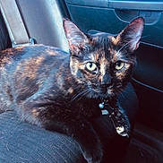 Salem joined the competition — help win amazing prizes! cat, tortoiseshell, pet, animal, feline, car_interior, seat, collar, indoor, looking_at_camera, ears, whiskers, fur, relaxed, closeup, domestic_cat, mammal, companion_animal, vehicle, portrait