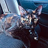 cat, tortoiseshell, pet, animal, feline, car_interior, seat, collar, indoor, looking_at_camera, ears, whiskers, fur, relaxed, closeup, domestic_cat, mammal, companion_animal, vehicle, portrait