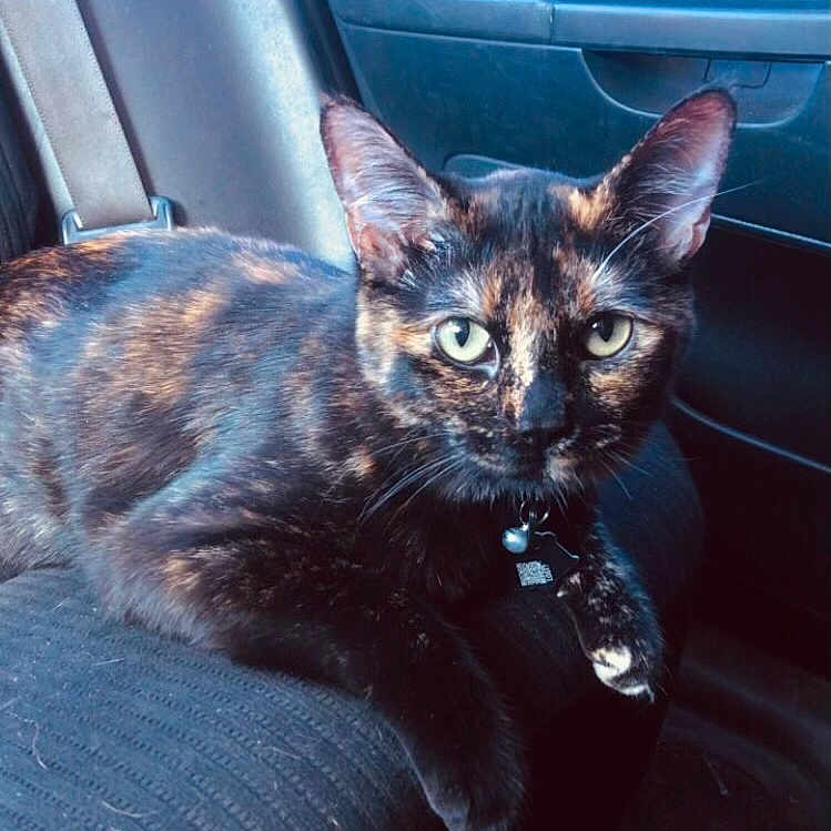 Salem joined the competition — help win amazing prizes! cat, tortoiseshell, pet, animal, feline, car_interior, seat, collar, indoor, looking_at_camera, ears, whiskers, fur, relaxed, closeup, domestic_cat, mammal, companion_animal, vehicle, portrait