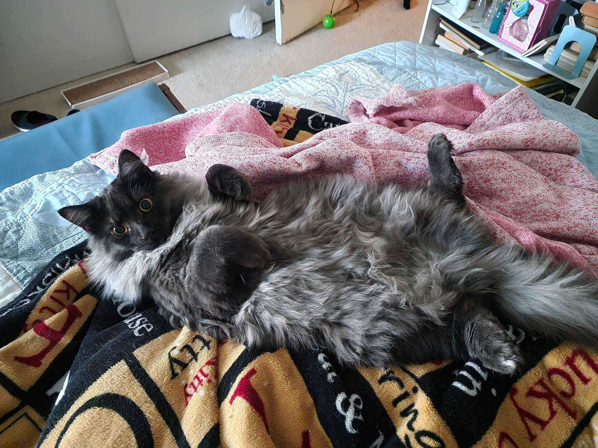 Jager joined the competition — help win amazing prizes! carnivore, collar, comfort, companion_dog, couch, dog_breed, dog_supply, fawn, felidae, fur, grey, mammal, picture_frame, small_to_medium_sized_cats, sporting_group, studio_couch, tail, textile, vertebrate, working_animal