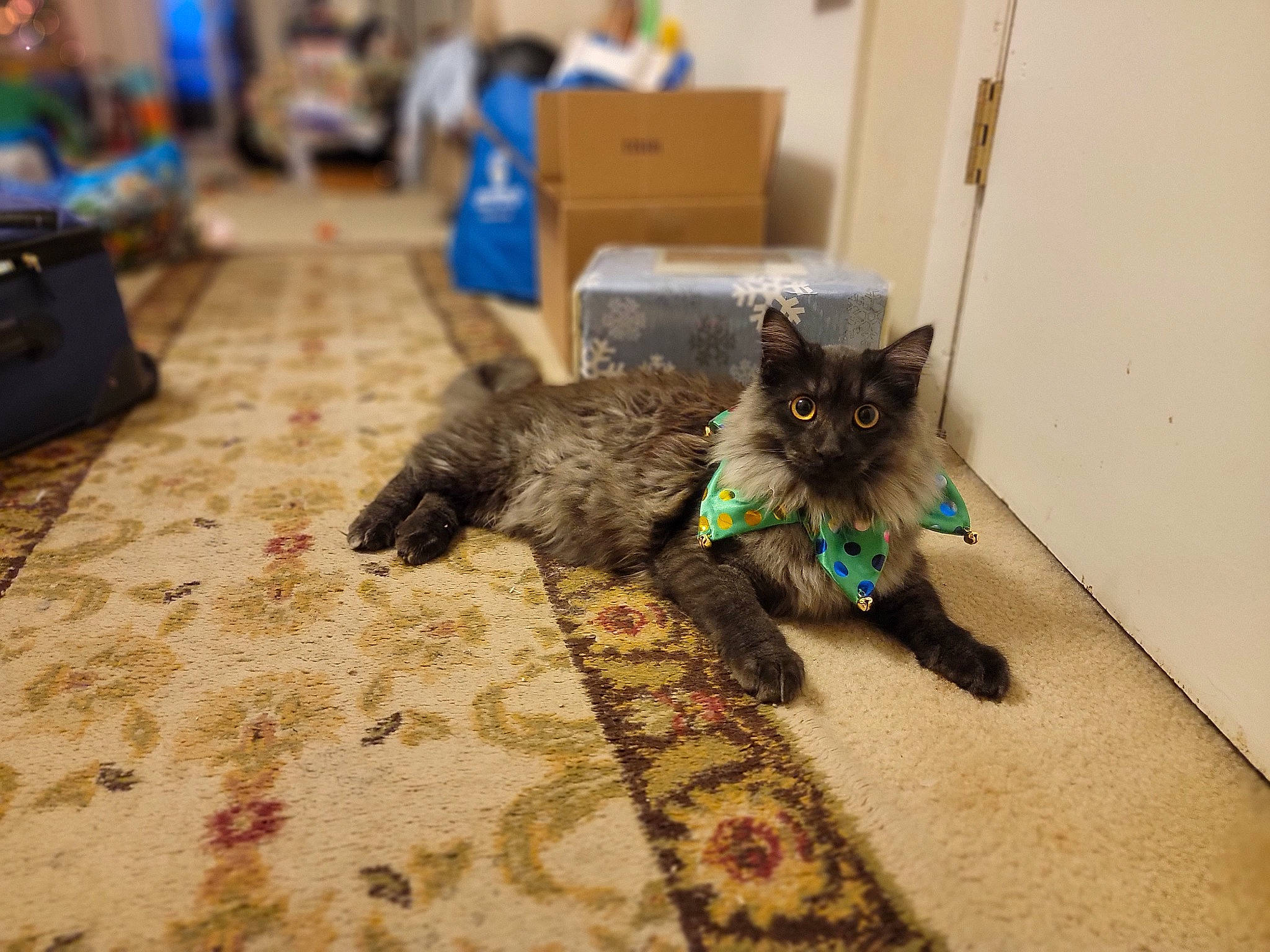 Jager is registered to the contest to win money with this photo: black_cat, canidae, carnivore, carpet, cat, claw, domestic_short_haired_cat, felidae, floor, flooring, fur, grey, hardwood, mammal, paw, small_to_medium_sized_cats, tail, vertebrate, whiskers, wood