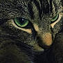 cat, close_up, tabby, green_eyes, fur, whiskers, pet, animal, face, portrait, cute, feline, mammal, indoor, domestic, soft, texture, eyes, nature, companion
