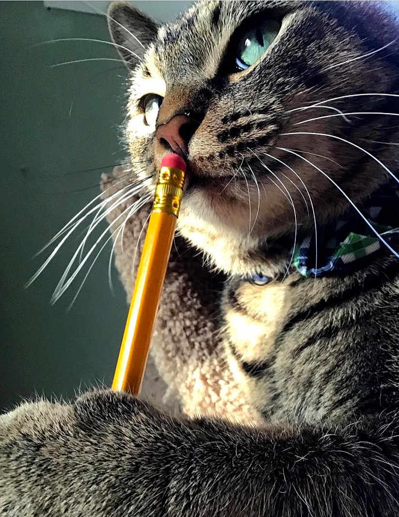 Bramble