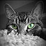 cat, close_up, black_and_white, green_eyes, fluffy, peeking, animal, portrait, feline, whiskers, ears, texture, soft, intense_gaze, mystery, domestic_cat, indoor, cute, focus, contrast