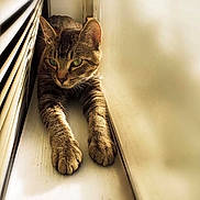 Bramble is registered to the contest to win money with this photo: cat, tabby, animal, pet, indoor, sunlight, window, blind, stretching, feline, whiskers, ears, paws, resting, narrow_space, curiosity, fur, domestic_cat, closeup, relaxation