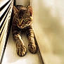 cat, tabby, animal, pet, indoor, sunlight, window, blind, stretching, feline, whiskers, ears, paws, resting, narrow_space, curiosity, fur, domestic_cat, closeup, relaxation