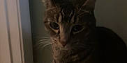 Bramble joined the competition — help win amazing prizes! cat, tabby, animal, pet, whiskers, close_up, indoor, dark, shadow, fur, face, curious, eyes, mammal, quiet, alone, portrait, feline, soft_light, still