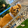 dog, shopping_cart, indoor, store, pet, brown_dog, small_dog, canine, looking_back, expressive_eyes, underbite, harness, metal_cart, plant, leaf, floor, door, window, casual, candid