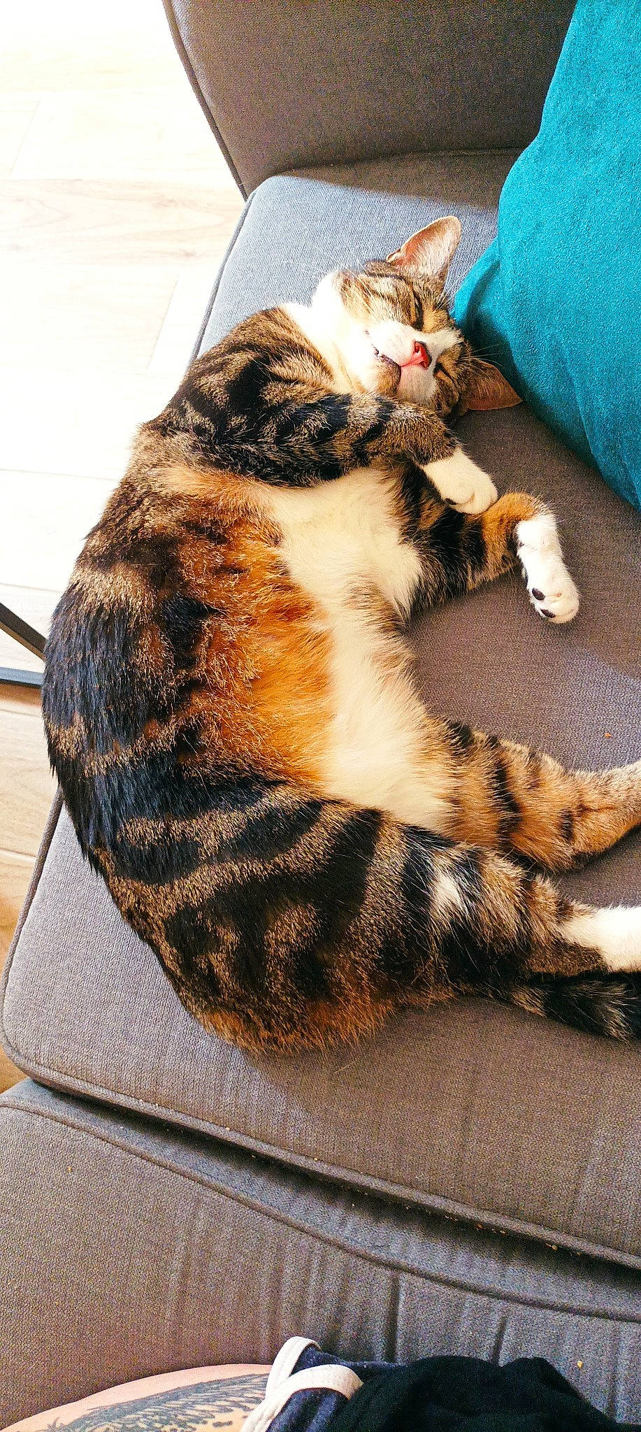 Bou participe au concours pour gagner de l'argent avec cette photo : carnivore, cat, comfort, domestic_short_haired_cat, fawn, felidae, foot, fur, grass, nap, paw, sitting, sleep, small_to_medium_sized_cats, snout, tail, terrestrial_animal, tree, whiskers, wood