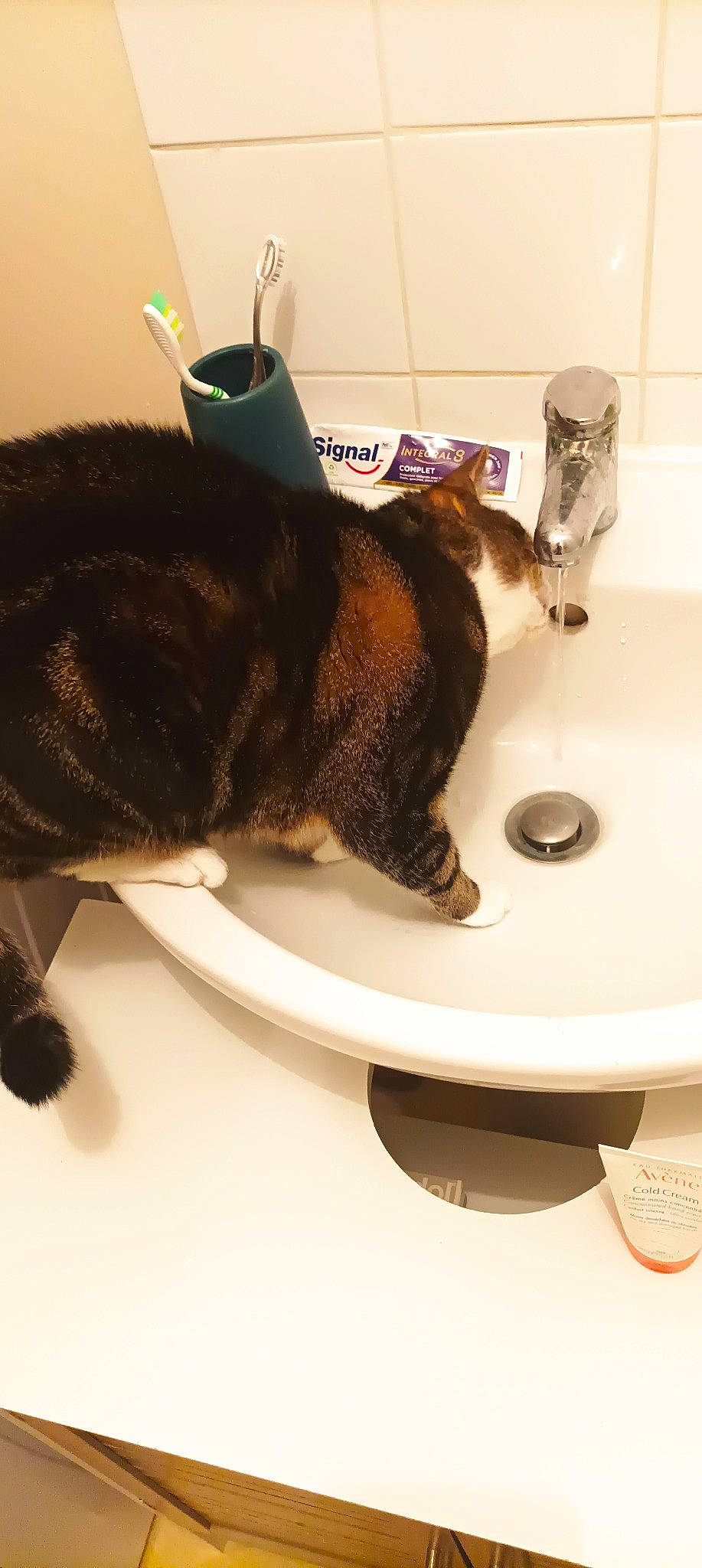 Bou a rejoint le concours — aidez-le/la à gagner de superbes lots ! bathroom, bathroom_sink, carnivore, cat, ceramic, domestic_short_haired_cat, felidae, flooring, fur, household_supply, plant, plumbing, plumbing_fitting, plumbing_fixture, room, sink, small_to_medium_sized_cats, tail, tap, whiskers